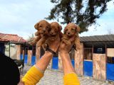 Maltıpo Yavurlamız Çiftlıyımızden