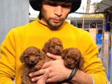 Toy poodle yavrularımız sızın ıçın