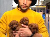 Toy Poodle Yavrularımız Sızın Içın