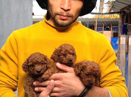 Toy Poodle Yavrularımız Sızın Içın görsel