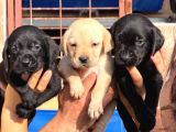 Safkan labrador yavrularımız