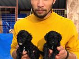Sıyah Tıcap Poodle Bebişler