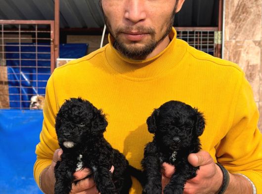 Sıyah Tıcap Poodle Bebişler görsel