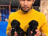 Sıyah Tıcap Poodle Bebişler