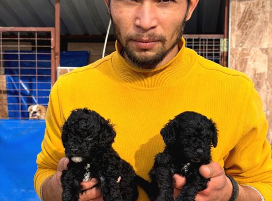 Sıyah Tıcap Poodle Bebişler görsel