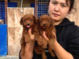 Gerçek Kore poodle yavrularımız