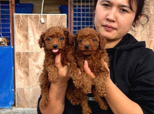 Gerçek Kore Poodle Yavrularımız
