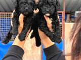 Sıyah Tıcap Poodle Bebişler