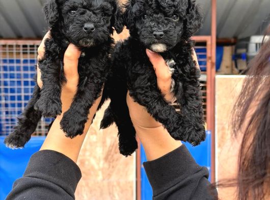 Sıyah Tıcap Poodle Bebişler görsel