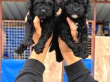 Sıyah Tıcap Poodle Bebişler