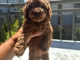 Kore Kan Toy Poodle Yavrularimiz