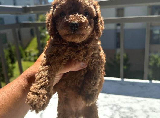 Kore Kan Toy Poodle Yavrularimiz görsel