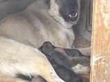 Kangal Sivasdan Alınır  Orjinal