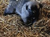 Kangal sivasdan alınır  orjinal