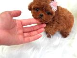 Core poodle bebekler