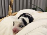Harika Border Collie Yavrular