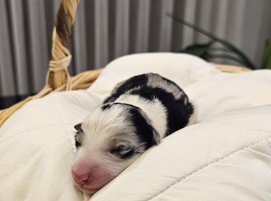 Harika Border Collie Yavrular görsel