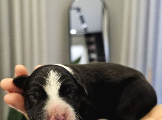 Harika Border Collie Yavrular görsel