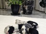 Harika Border Collie Yavrular