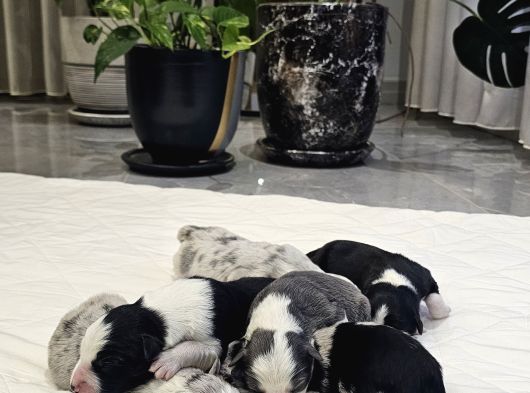 Harika Border Collie Yavrular