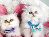 Show kalite maviş british longhair bebeklerim