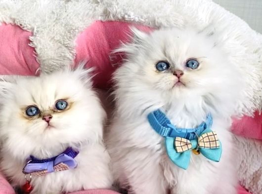 Show Kalite Maviş British Longhair Bebeklerim