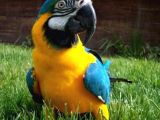 Konuşan Evcil Sarı-Lacivert Macaw