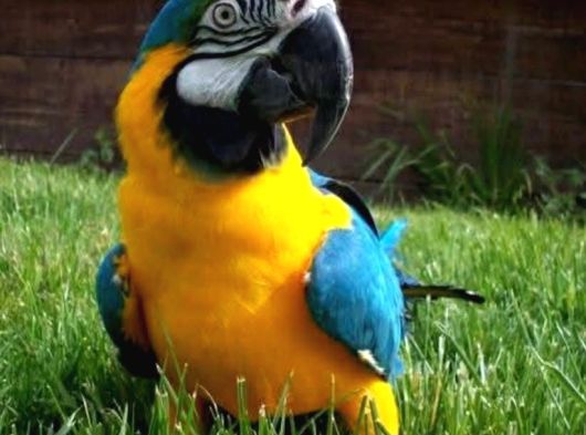 Konuşan Evcil Sarı-Lacivert Macaw