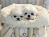 0 NUMARA KOREAN MALTESE BEBEKLER