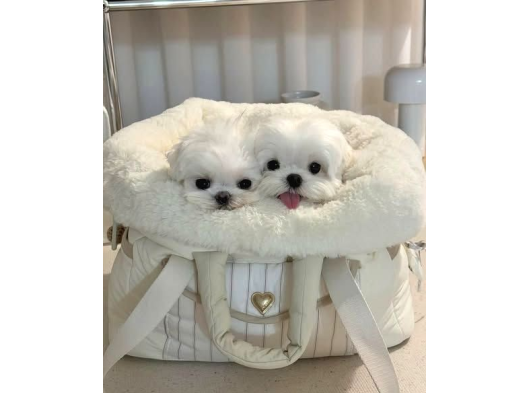 0 Numara Korean Maltese Bebekler