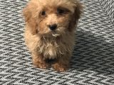 3 Aylık Dişi Poodle