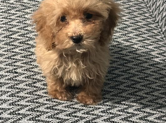 3 Aylık Dişi Poodle görsel