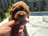 KORE KAN TOY POODLE YAVRULARIMIZ