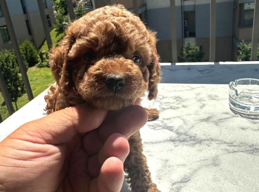 Kore Kan Toy Poodle Yavrularimiz