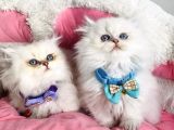 Show Kalite Maviş British Longhair Bebeklerim