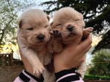 YÜKSEK KALİTE CHOW CHOW YAVRULARI