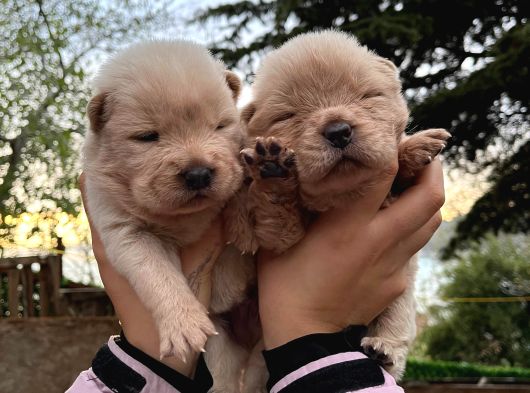 Yüksek Kali̇te Chow Chow Yavrulari