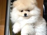 Pomeranian teacup yavru kg garantili