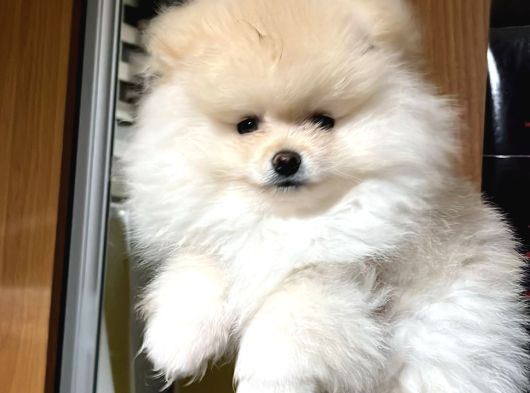 Pomeranian Teacup Yavru Kg Garantili