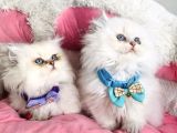 Show Kalite Maviş British Longhair Bebeklerim