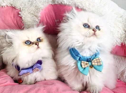 Show Kalite Maviş British Longhair Bebeklerim görsel