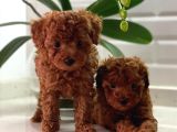 Adana_Petclup