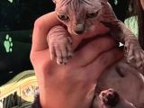3 Aylık Dişi Bambino Sfenks