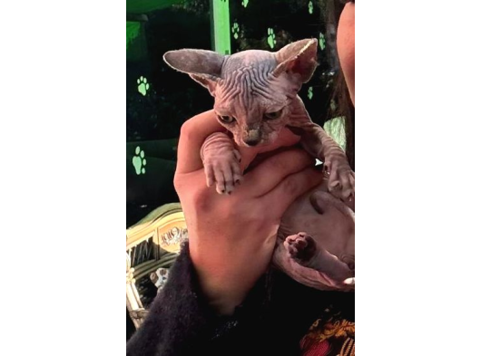 3 Aylık Dişi Bambino Sfenks görsel