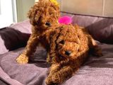Adana_petclup