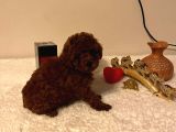 Toy Poodle Yavrular