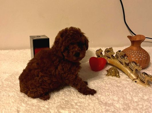 Toy Poodle Yavrular görsel