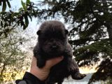 Yüksek Kali̇te Chow Chow Yavrulari