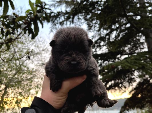 Yüksek Kali̇te Chow Chow Yavrulari görsel