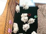 0 Numara Korean Maltese Bebekler